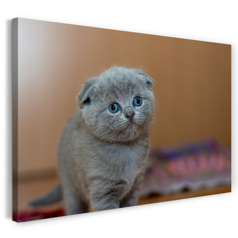 Leinwandbild Baby-Katze Schlappohren grau Kartäuser Tier-Bilder Katze süß cute