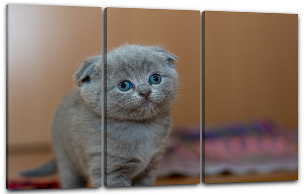 Leinwandbild Baby-Katze Schlappohren grau Kartäuser Tier-Bilder Katze süß cute