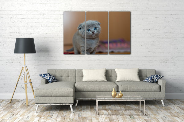Leinwandbild Baby-Katze Schlappohren grau Kartäuser Tier-Bilder Katze süß cute