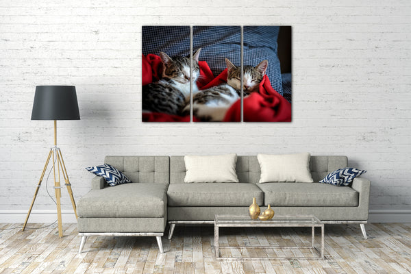Leinwandbild Schlafende Katzen cats cute sweet Tier-Bilder Katzenbabies little Tiger