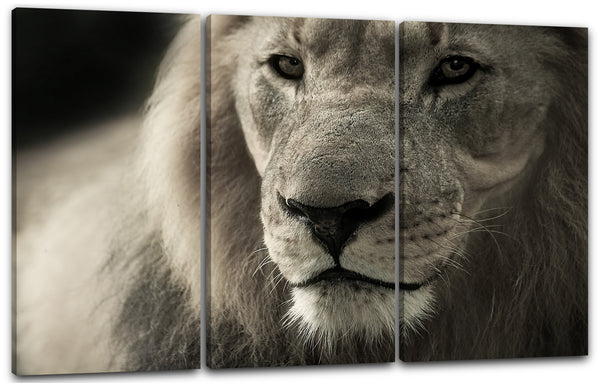 Leinwandbild Lowe Lion Groß-Katze Tier-Bilder sepia Afrika Africa Tiger Leopard cute