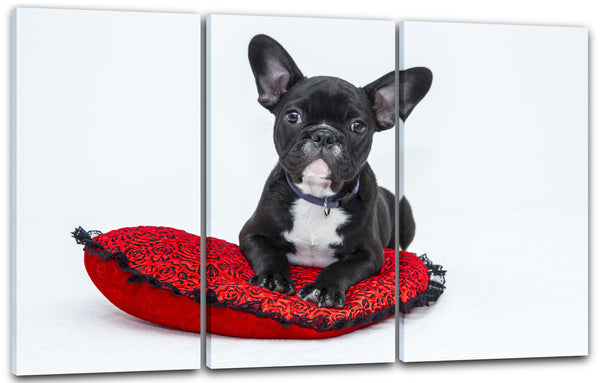 Leinwandbild Französische Bulldogge süß cute Tier-Bilder süßes Hunde-Baby puppies