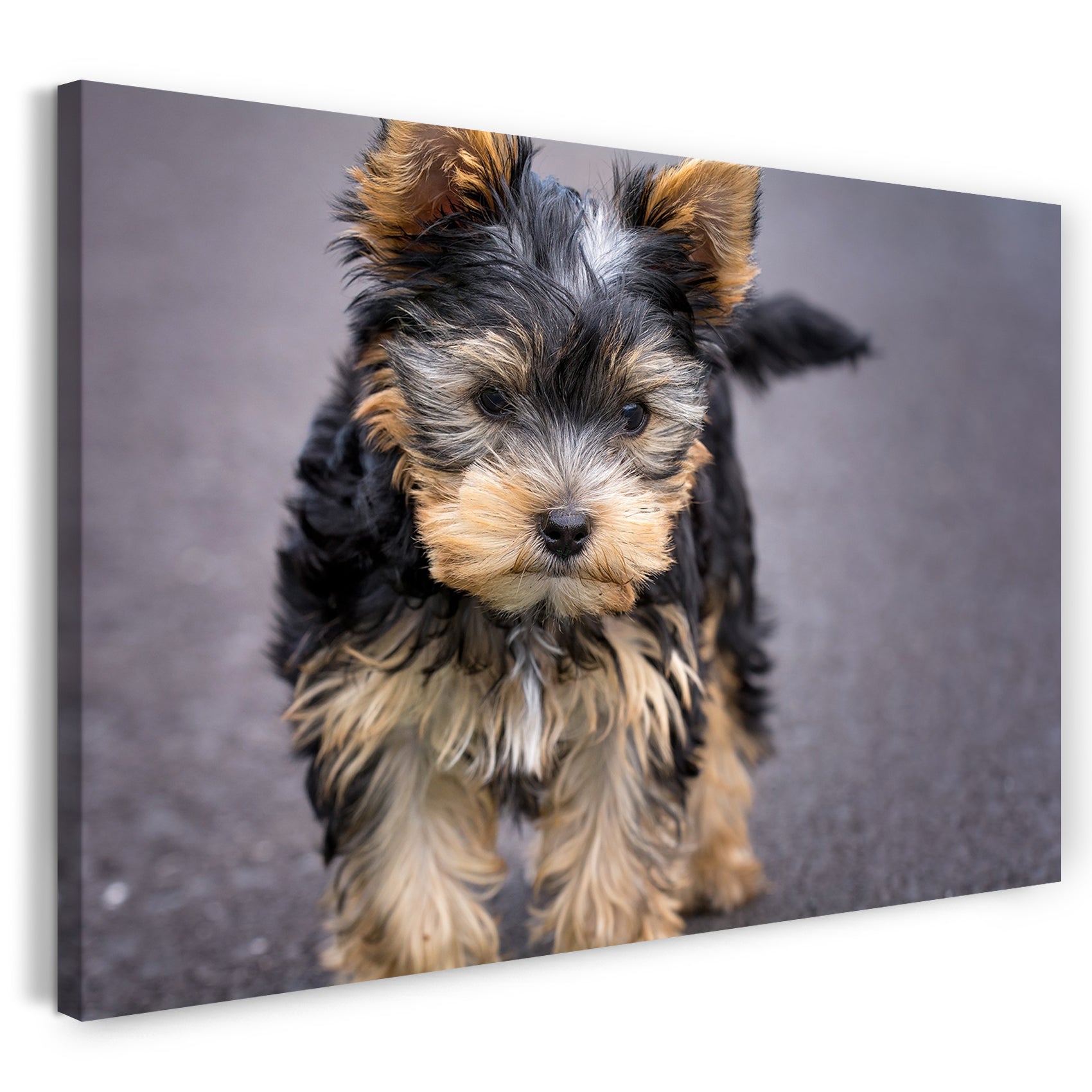 Leinwandbild Cute dog Tier-Bilder süßes Hunde-Baby Hundebabies klein knuffig