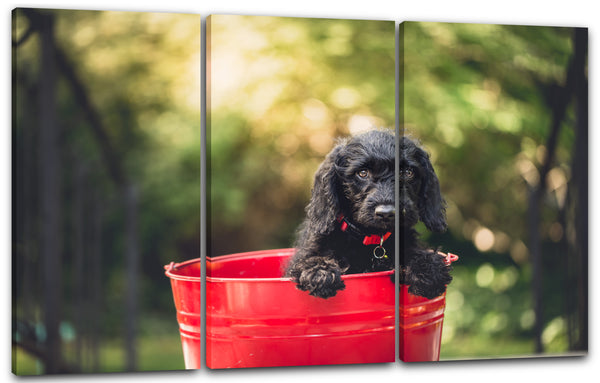 Leinwandbild Süßer Hund in Eimer Tier-Bilder Dog Hunde-Baby Hundebabies cute