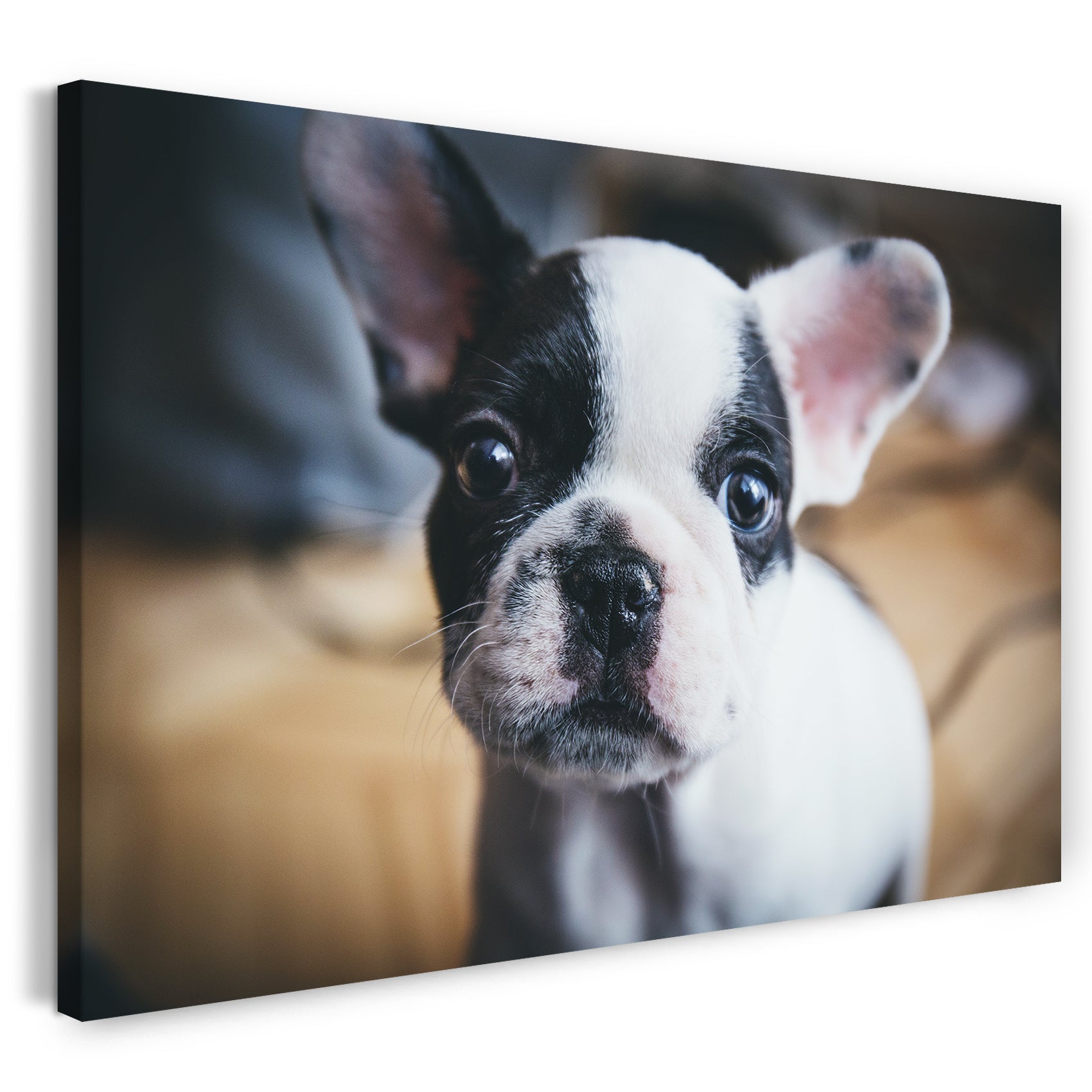 Leinwandbild Französische Bulldogge schwarz-weiß Tier-Bilder süßes Hunde-Baby