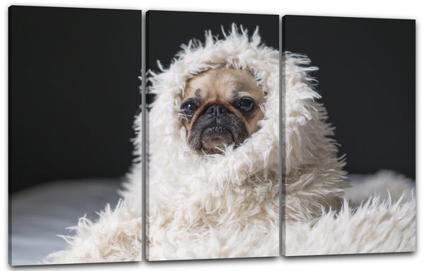 Leinwandbild Süßer Mops in Decke Tier-Bilder süßes Hunde-Baby Hundebabies