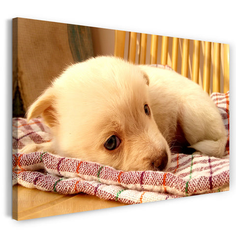 Leinwandbild Weißer kleiner Hund Tier-Bilder süßes Hunde-Baby Hundebabies white