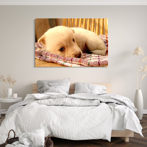 Leinwandbild Weißer kleiner Hund Tier-Bilder süßes Hunde-Baby Hundebabies white