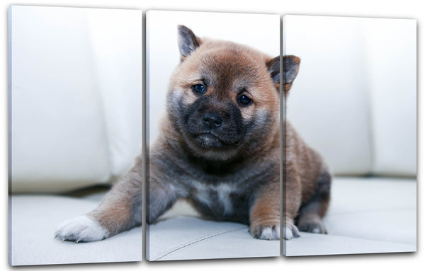 Leinwandbild Süßer kleiner Puppy Tier-Bilder cute Hunde-Baby Hundebabies