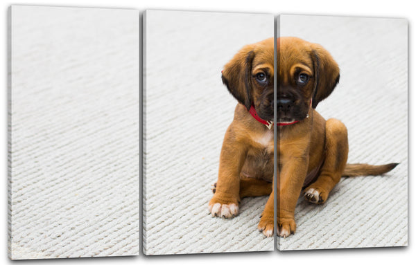 Leinwandbild Little Puppy Schäferhund Tier-Bilder süßes Hunde-Baby Hundebabies