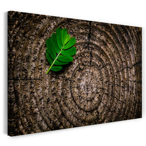 Leinwandbild Blatt auf Baum-Stamm Natur-Feeling nature green organic Zimmer-Deko
