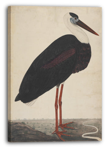 Leinwandbild Illustrierte Einzelarbeit - schwarzer Storch in einer Landschaft