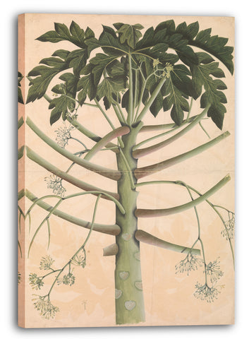 Leinwandbild Illustrierte Einzelarbeit - Männlicher Papaya-Baum