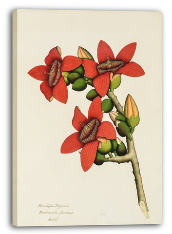 Leinwandbild Illustrierte Einzelarbeit - Baumwollbaum-Blumen