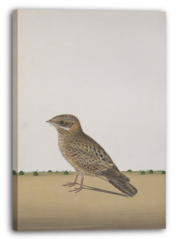 Leinwandbild Illustrierte Einzelarbeit - Ein gemeiner indischer Nachtfalter (Caprimulgus asiaticus)