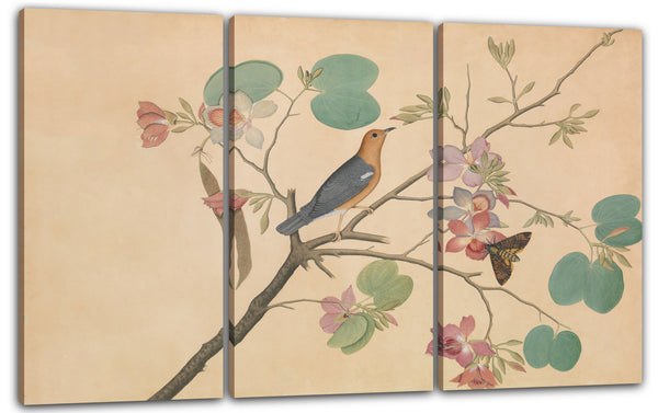 Leinwandbild Shaikh Zain al-Din - Eine Orange-Headed Ground Thrush und eine Death's-Head Moth auf einem Purple Ebony Orchid Branch