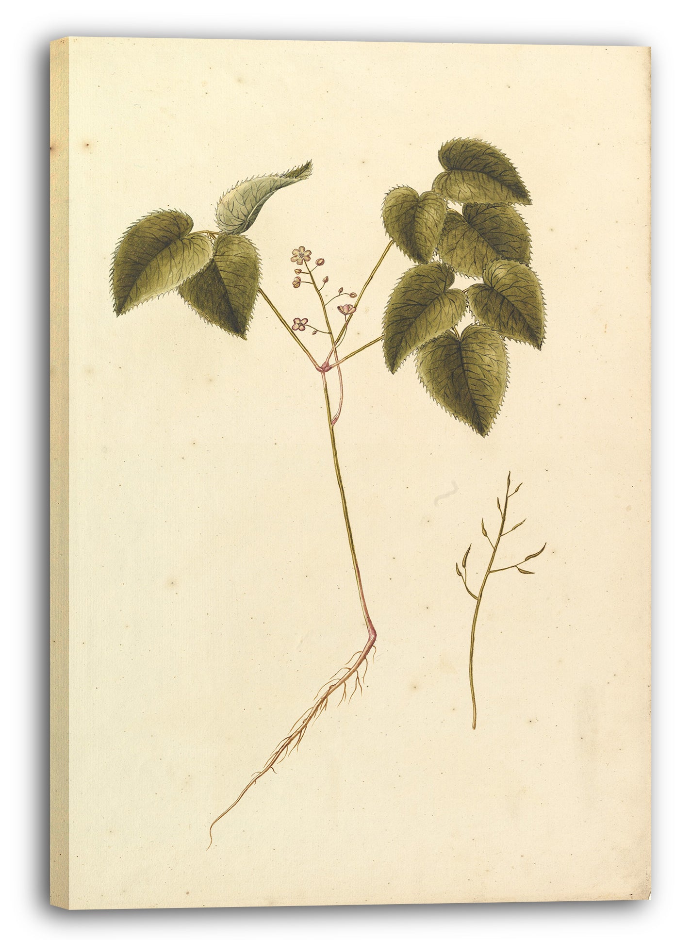 Leinwandbild Anonym, Französisch, 19. Jahrhundert - Blumen-Studie
