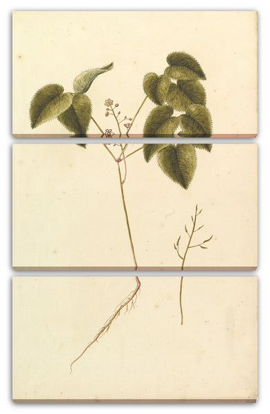 Leinwandbild Anonym, Französisch, 19. Jahrhundert - Blumen-Studie