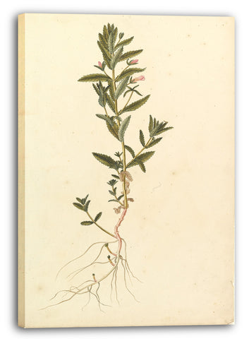 Leinwandbild Anonym, Französisch, 19. Jahrhundert - Botanische Studie