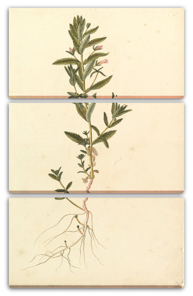 Leinwandbild Anonym, Französisch, 19. Jahrhundert - Botanische Studie