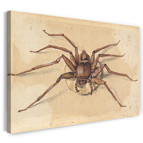 Leinwandbild Jan Vincenz van der Vinne - Eine Spinne