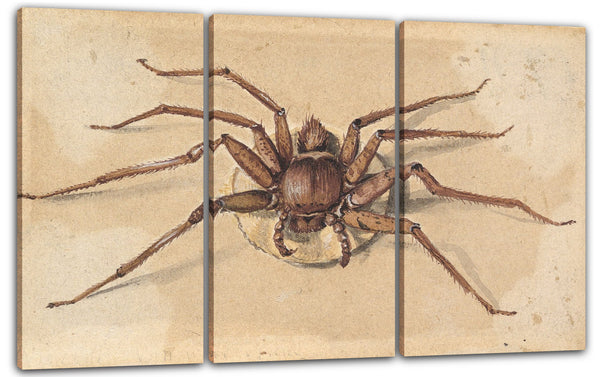 Leinwandbild Jan Vincenz van der Vinne - Eine Spinne