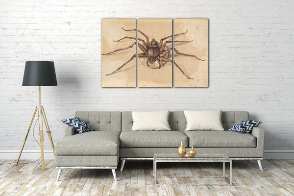 Leinwandbild Jan Vincenz van der Vinne - Eine Spinne