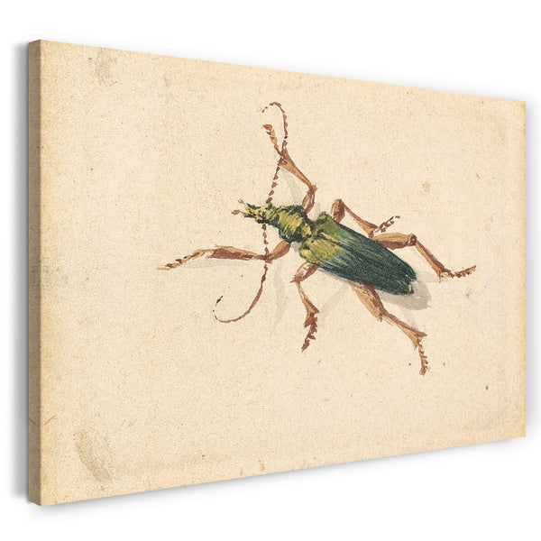 Leinwandbild Jan Vincenz van der Vinne - Grüner Käfer mit braunen Beinen