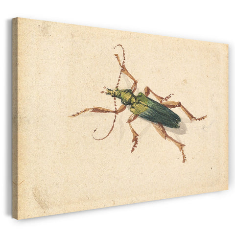 Leinwandbild Jan Vincenz van der Vinne - Grüner Käfer mit braunen Beinen