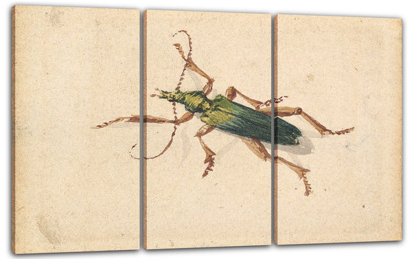 Leinwandbild Jan Vincenz van der Vinne - Grüner Käfer mit braunen Beinen