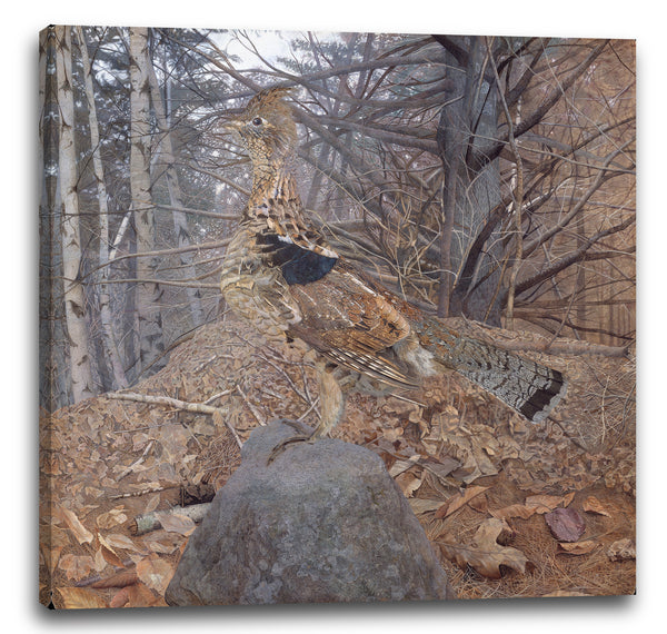 Leinwandbild Gerald Thayer - Männliches getrumpftes Waldhuhn im Wald