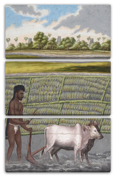 Leinwandbild Anonym, Inder, 19. Jahrhundert - Plower in Pulla Caste, from Indian Trades and Castes