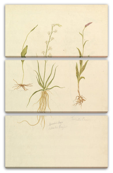 Leinwandbild Anonym, Französisch, 19. Jahrhundert - Botanische Studien (recto); Botanische Studien (Rückseite)