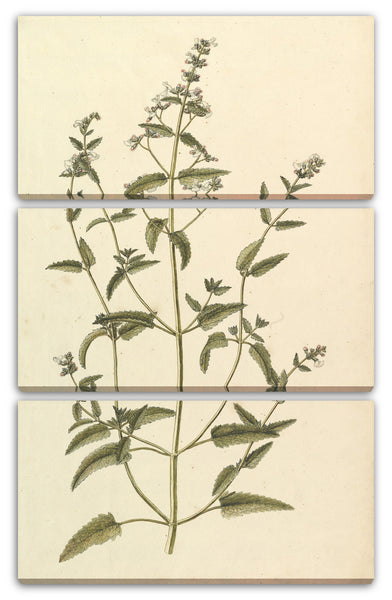Leinwandbild Anonym, Französisch, 19. Jahrhundert - Botanische Studie mit einer Art der Brennnesselgewächse (Gattung Urtica)