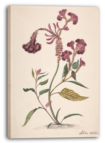 Leinwandbild Alida Withoos - Studie eines Hanekam (Celosia argentea)
