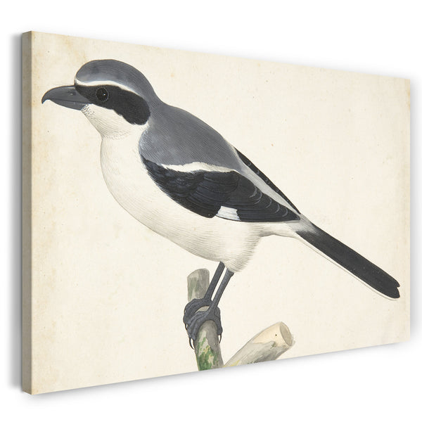 Top-Angebot Kunstdruck Pieter Holsteyn II - Ein großer Grey Shrike Leinwand auf Keilrahmen gespannt