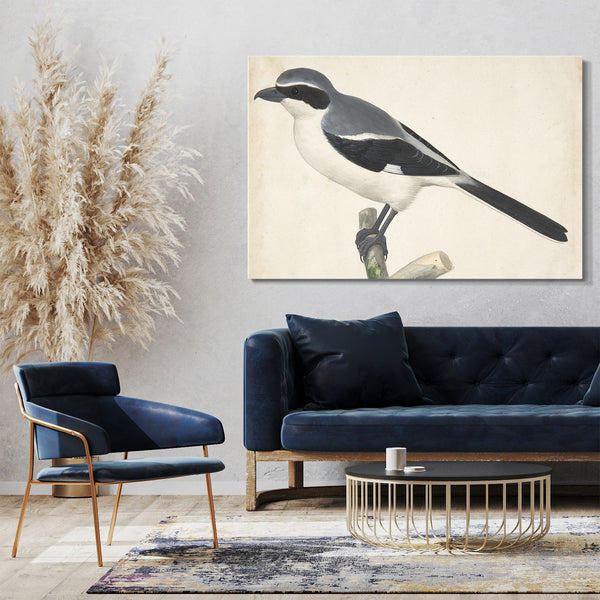 Top-Angebot Kunstdruck Pieter Holsteyn II - Ein großer Grey Shrike Leinwand auf Keilrahmen gespannt