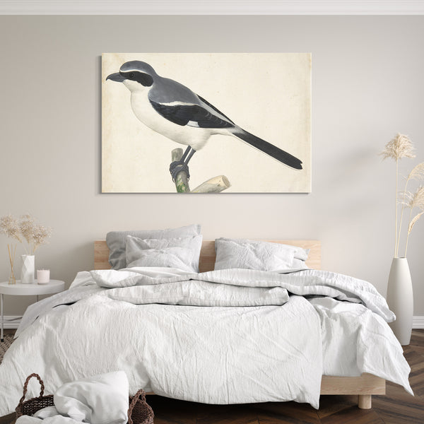 Top-Angebot Kunstdruck Pieter Holsteyn II - Ein großer Grey Shrike Leinwand auf Keilrahmen gespannt