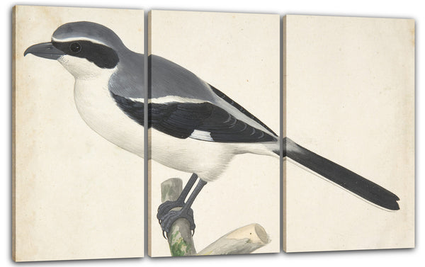 Leinwandbild Pieter Holsteyn II - Ein großer Grey Shrike