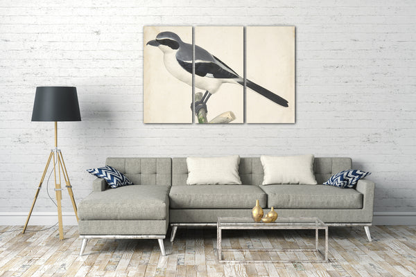 Top-Angebot Kunstdruck Pieter Holsteyn II - Ein großer Grey Shrike Leinwand auf Keilrahmen gespannt