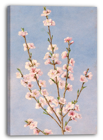 Leinwandbild John William Hill - Pfirsichblüten