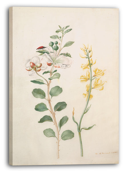 Leinwandbild Maria Sibylla Merian - Studie von Kapern, Stechginster und einem Käfer