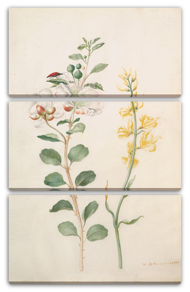 Leinwandbild Maria Sibylla Merian - Studie von Kapern, Stechginster und einem Käfer