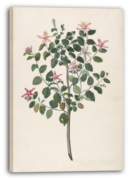 Leinwandbild Maria Monninckx - Studie einer Pflanze mit rot-lila Blüten (Sebastiana africana purpurea)