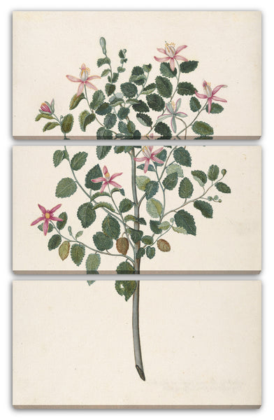 Leinwandbild Maria Monninckx - Studie einer Pflanze mit rot-lila Blüten (Sebastiana africana purpurea)