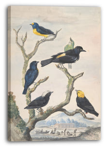 Leinwandbild Abraham Meertens - Sechs südamerikanische Vögel