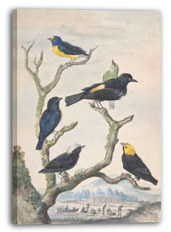 Leinwandbild Abraham Meertens - Sechs südamerikanische Vögel
