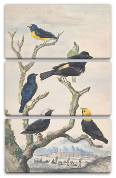 Leinwandbild Abraham Meertens - Sechs südamerikanische Vögel