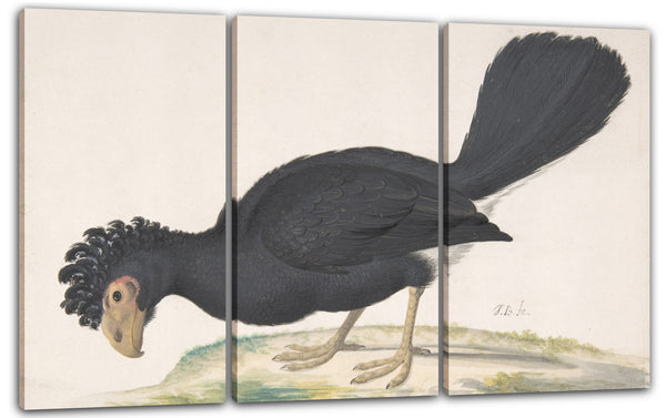 Leinwandbild Johannes Bronckhorst - Ein schwarzer Curassow