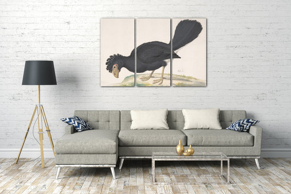Leinwandbild Johannes Bronckhorst - Ein schwarzer Curassow